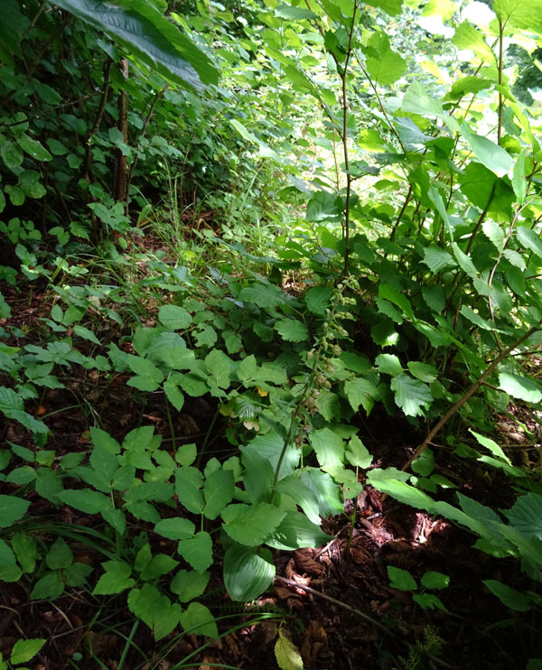 Epipactis helleborine.......da Sopramonte (TN)